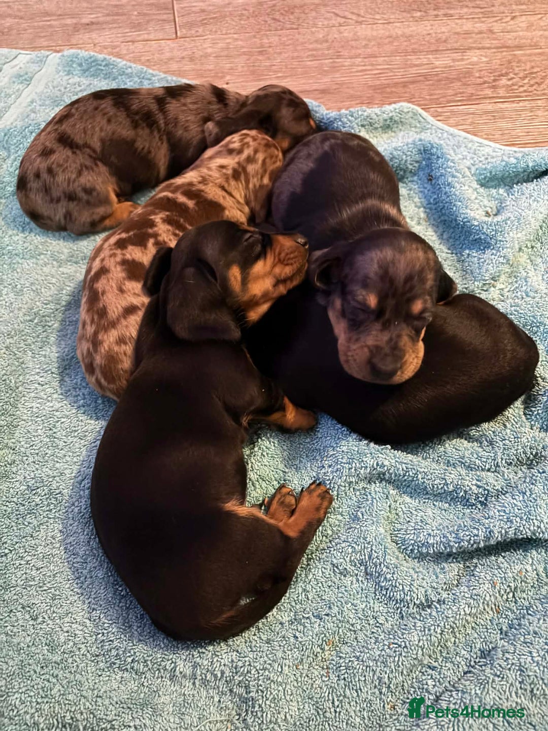 Dachshund dogs for sale: beautiful litter of five dachshund puppies - Advert 7