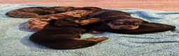Dachshund dogs for sale: Beautiful Black and Tan Girl ready now  - Advert 9