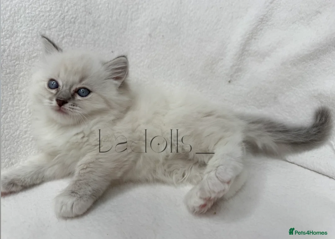 Ragdoll cats for sale: 🐾 Beautiful Blue-Eyed kittens 🐾 - Advert 8
