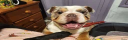 English Bulldog dogs for sale: 3 year old English Bulldog - Advert 3