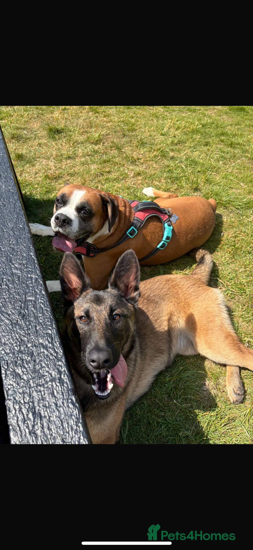 Belgian Shepherd Dog dogs for sale: Mali bitch 1yr  - Advert 3