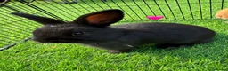 Mini Lop rabbits for sale: Mini lops - Advert 5