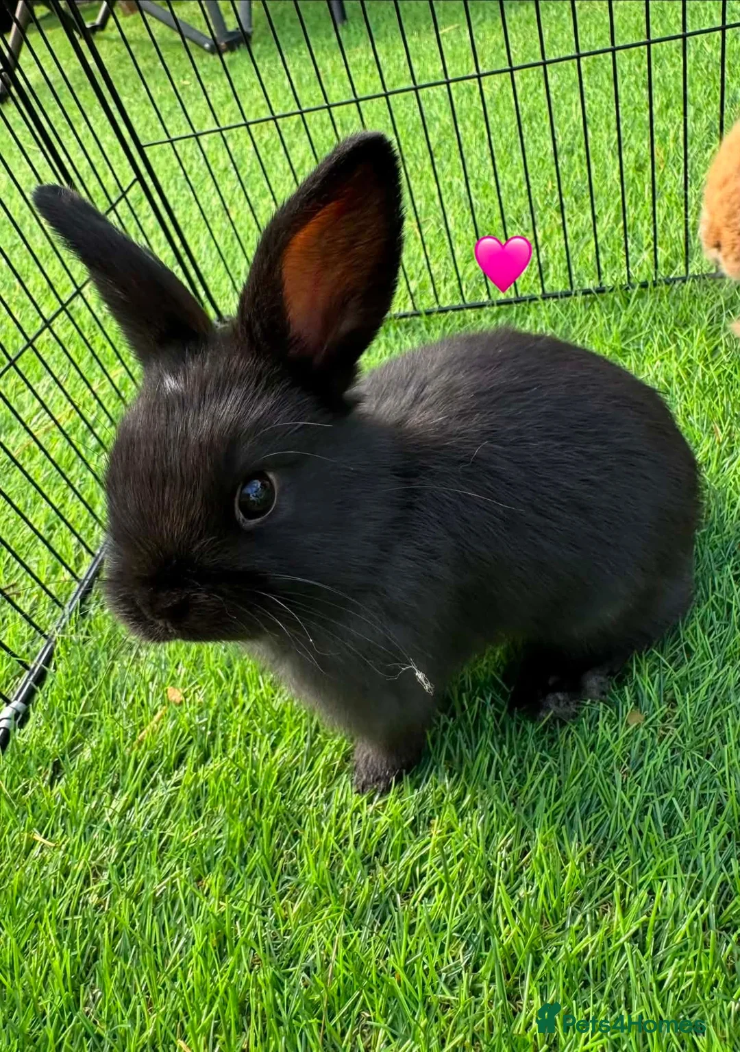 Mini Lop rabbits for sale: Mini lops - Advert 5