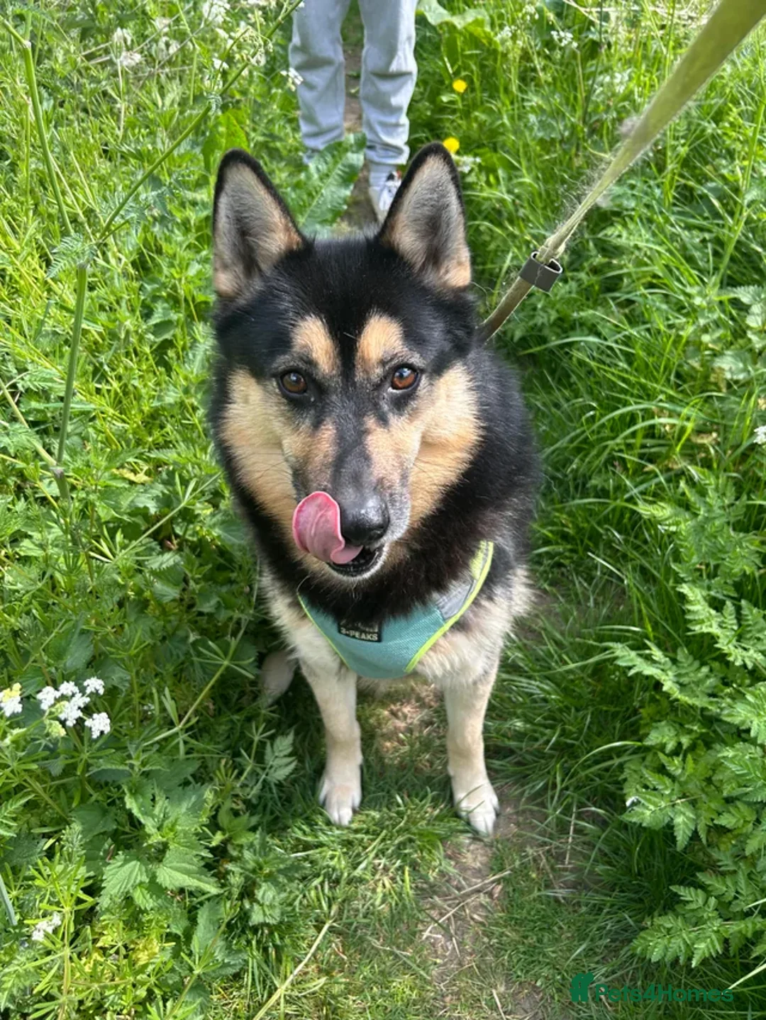 Shepsky dogs for sale: Diego balog - Advert 1