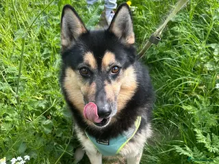 Shepsky dogs Diego balog - Advert 3