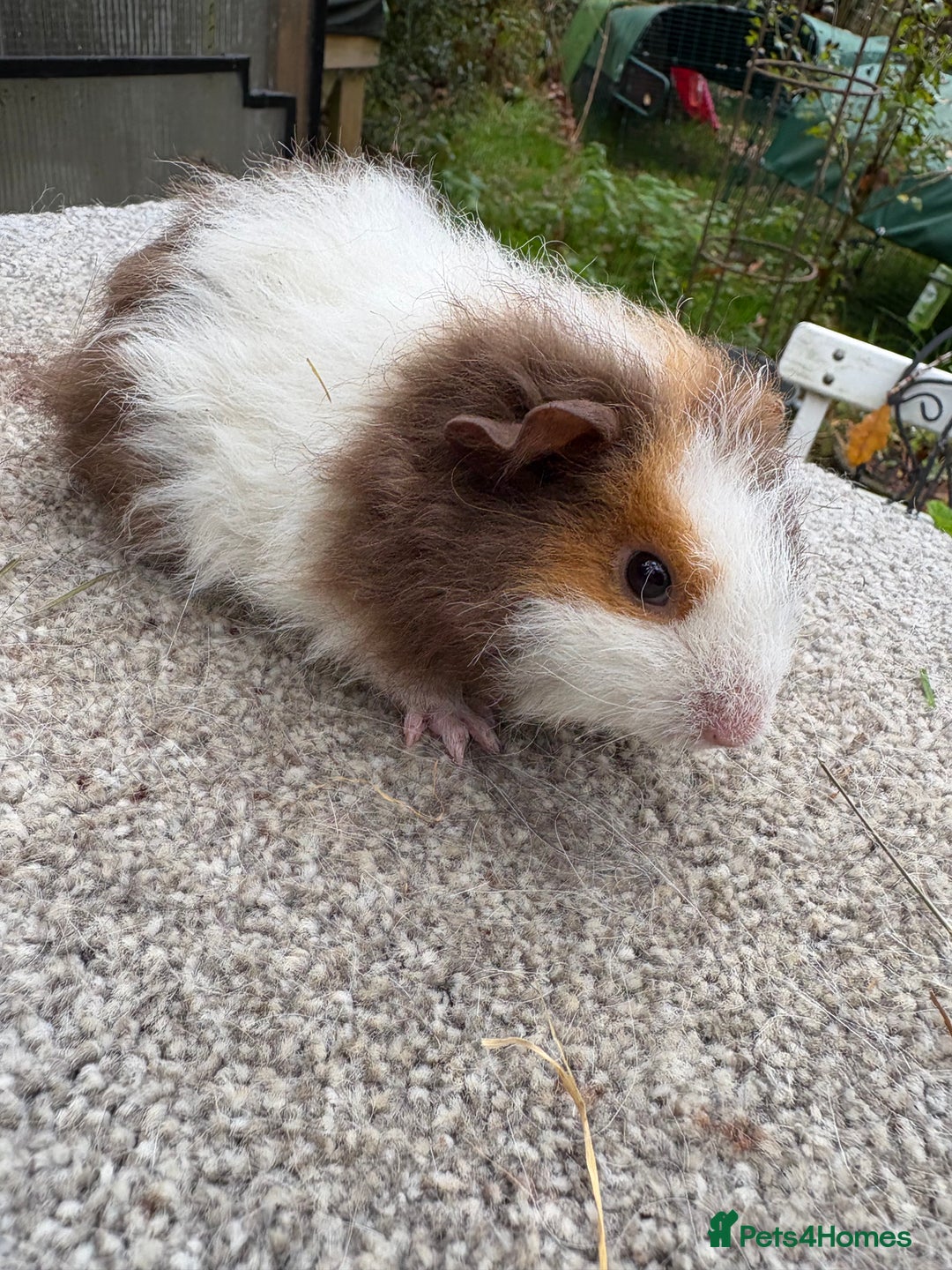 Guinea Pig rodents for sale: Various young guinea pig sows - Advert 6