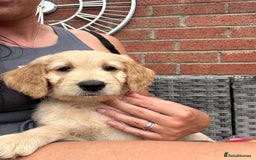 Goldendoodle dogs for sale: ⭐️ F1 Outstanding Golden Doodles ⭐️ - Image 18