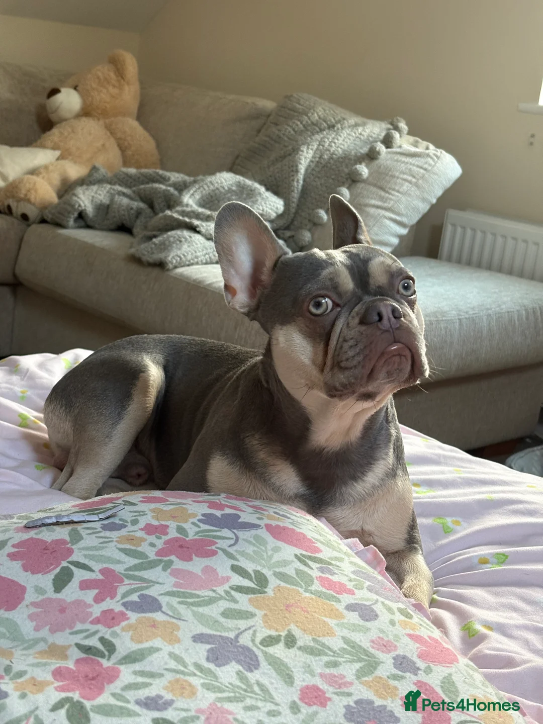 French Bulldog dogs for sale: Beautiful Blue and cream frenchie  - Advert 5