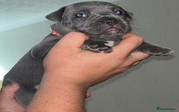 Staffordshire Bull Terrier dogs for sale: 🔥7 BLUE STAFFORDSHIRE BULL TERRIER PUPS REDUCED‼️ - Image 9
