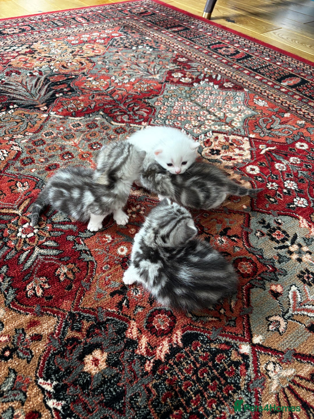 British Shorthair cats for sale: Beautiful British Shorthair/Turkish Angora Kittens - Image 3