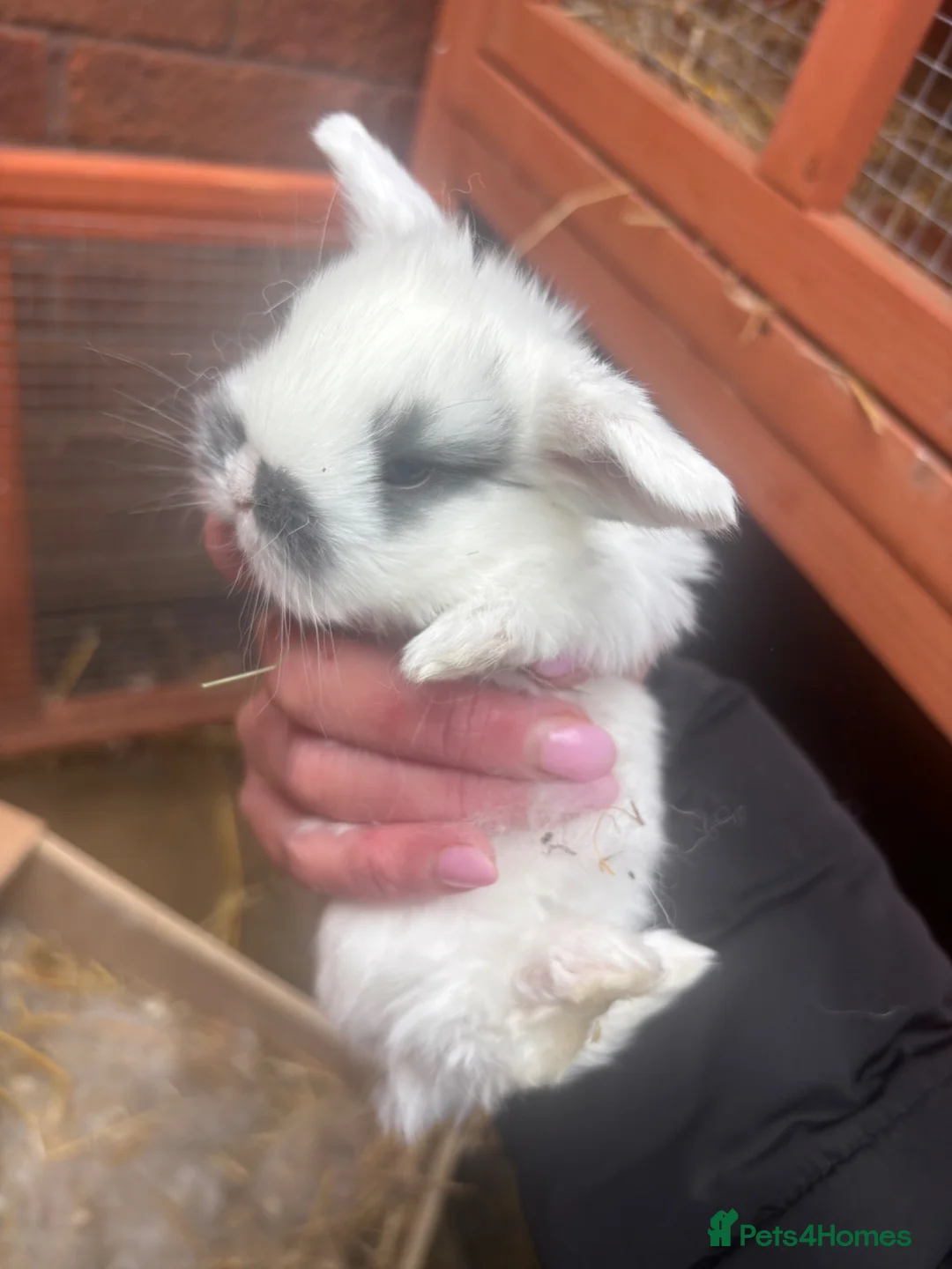 Mini Lion Lop rabbits for sale: 4 beautiful baby rabbits for sale  in Redditch - Advert 7