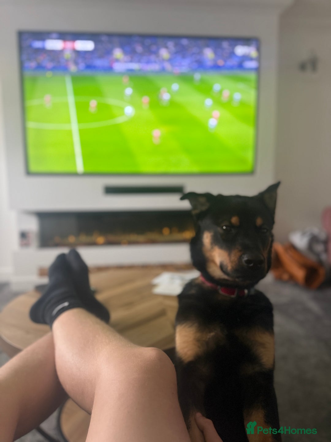 Mixed Breed dogs for sale: Alaskan Rottweiler Chow - Image 11