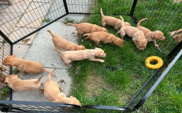 Labrador Retriever dogs for sale: KC Fox Red Labrador Pups - Health tested - Image 2