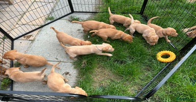 Labrador Retriever dogs - Advert 3