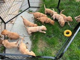 Labrador Retriever dogs - Advert 7