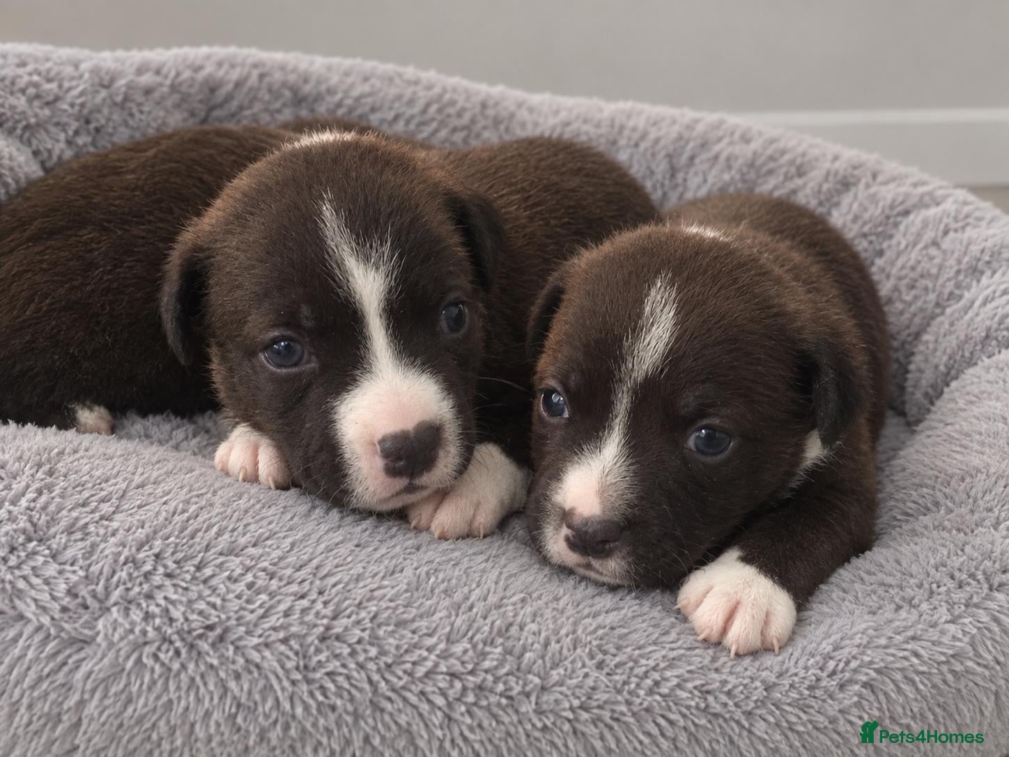 Staffordshire Bull Terrier dogs Outstanding litter brindle white kc staffys - Advert 9