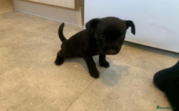 Patterjack dogs for sale: Outstanding litter of patterjack puppys for sales  - Image 8