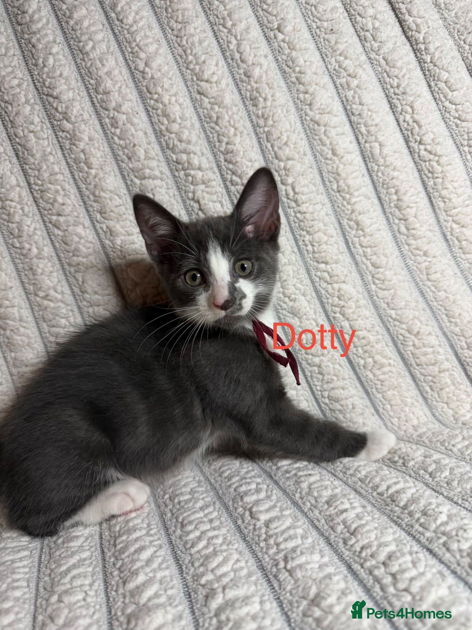 Mixed Breed cats 🐾 Last 4 Kittens Looking for Loving Homes! 🐾 - Advert 3