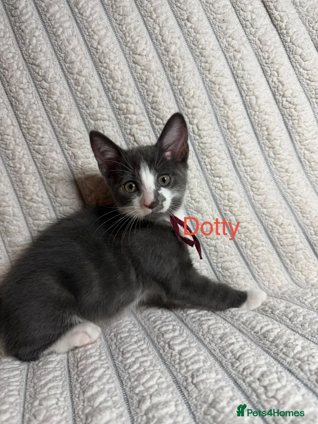 Mixed Breed cats for sale: 🐾 Last 2 Kittens Looking for Loving Homes! 🐾 - Advert 1