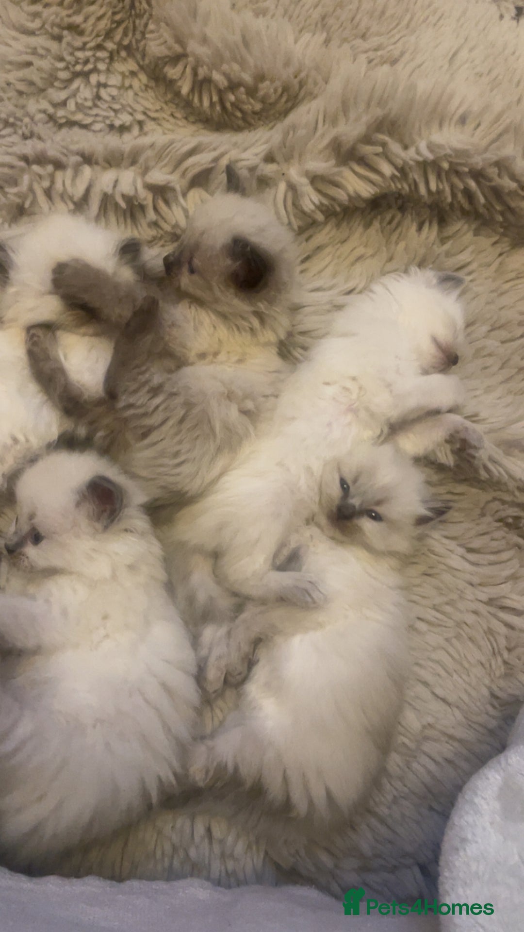 Ragdoll cats for sale: Beautiful blue eyed ragdoll  - Advert 2