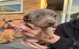 Miniature Dachshund dogs for sale: Miniature Dachshunds KC - Image 3