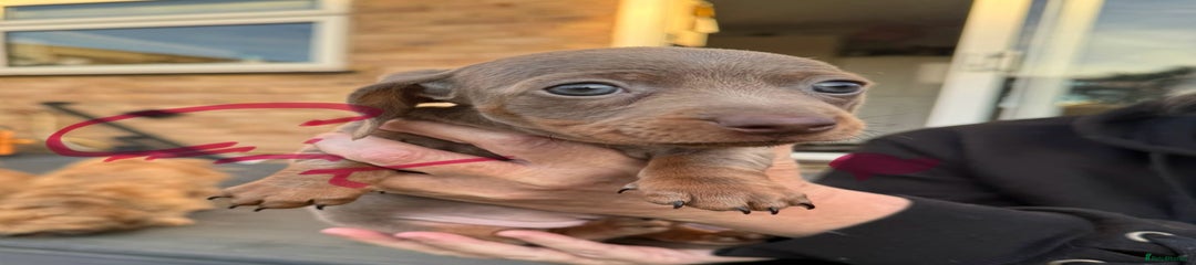 Miniature Dachshund Puppy 2