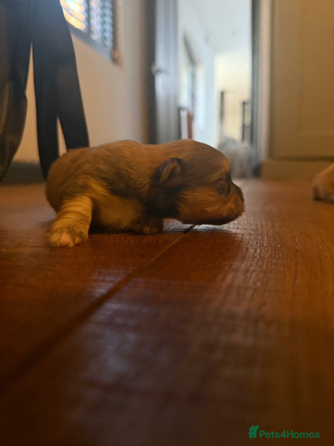 Mixed Breed dogs for sale: Maltese x JackChi Puppies - Ready to Reserve - Advert 5