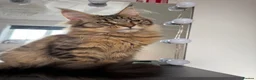 Maine Coon cats for sale: Cookie Maine Coon  - Advert 5
