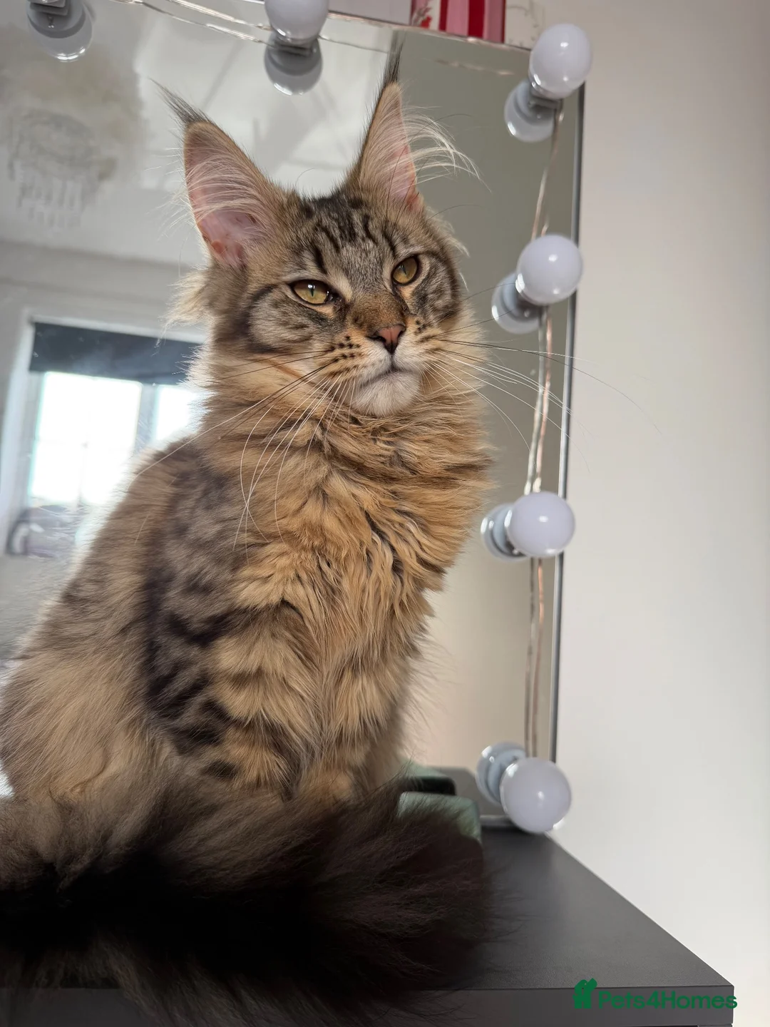 Maine Coon cats for sale: Cookie Maine Coon  - Advert 5