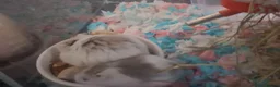 Hamster rodents for sale: Male Robo Hamster 4 months - Advert 6