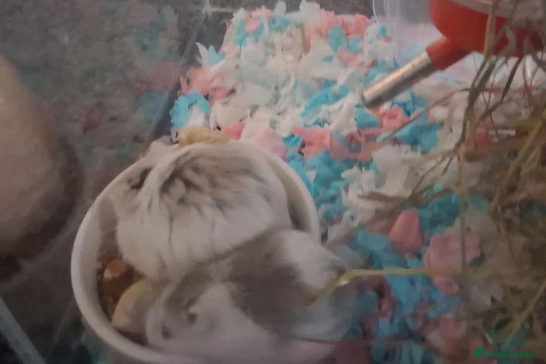 Hamster rodents for sale: Male Robo Hamster 4 months - Advert 6