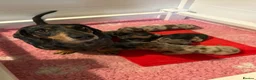Miniature Dachshund dogs for sale: MINIATURE DACHSHUND PUPPIES - Advert 2