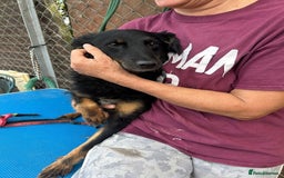 Mixed Breed dogs for adoption: Paige - Norwich Norfolk  - Image 5