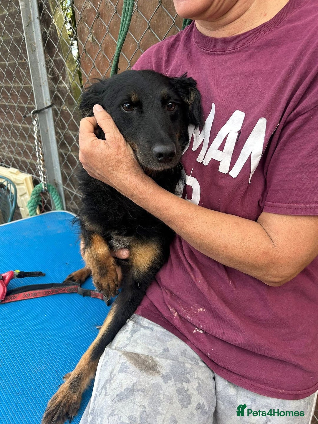 Mixed Breed dogs for adoption: Paige - Norwich Norfolk  - Image 5