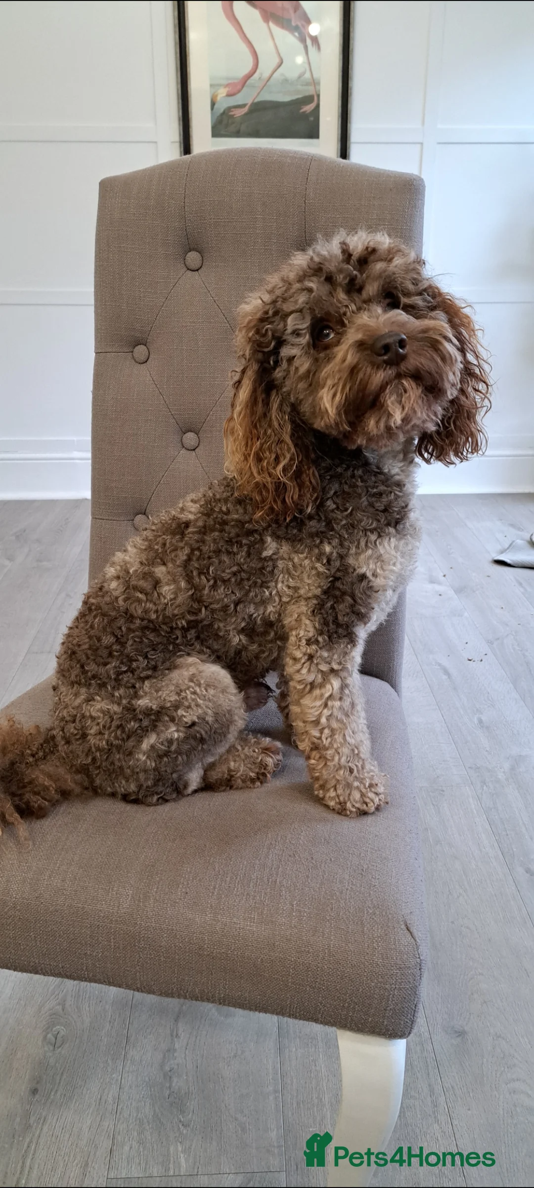 Toy Poodle dogs for stud: Cockapoo stud chocolate merle  - Advert 10