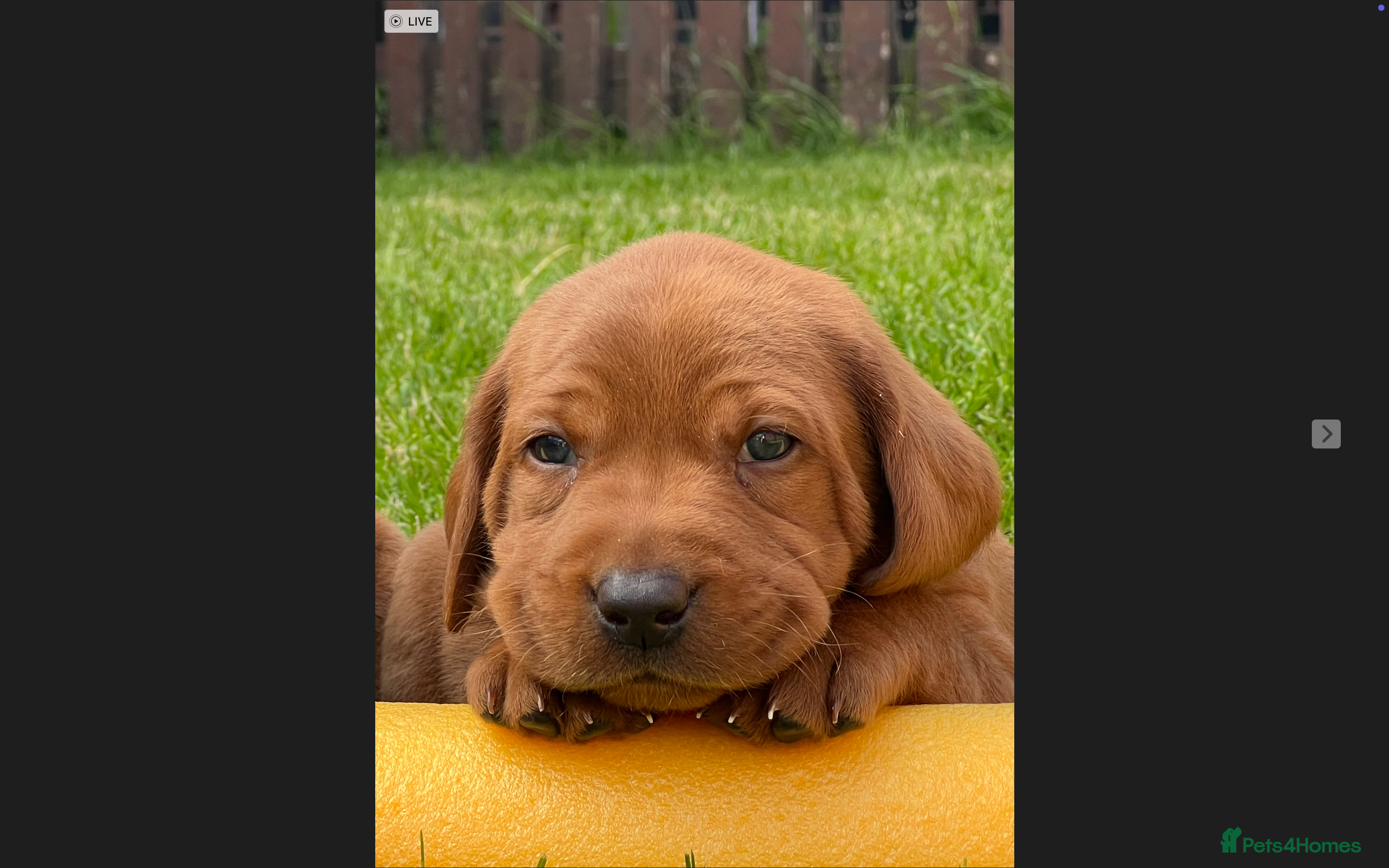 Labrador Retriever dogs KC registered Fox Red Labrador puppies. - Advert 2
