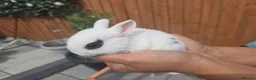 Dutch rabbits for sale: Adorable cute bunnies available, mixed gender. - Advert 4
