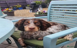 Cockapoo dogs for sale: The best cockapoos  - Image 29