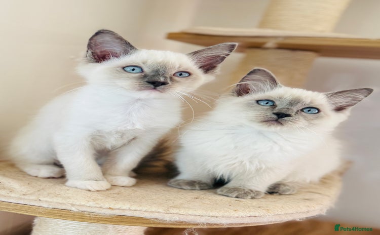 Ragdoll cats - Advert 3