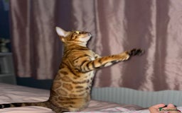 Bengal cats for sale: 2 Sweet Girls NOT spayed  - Image 7