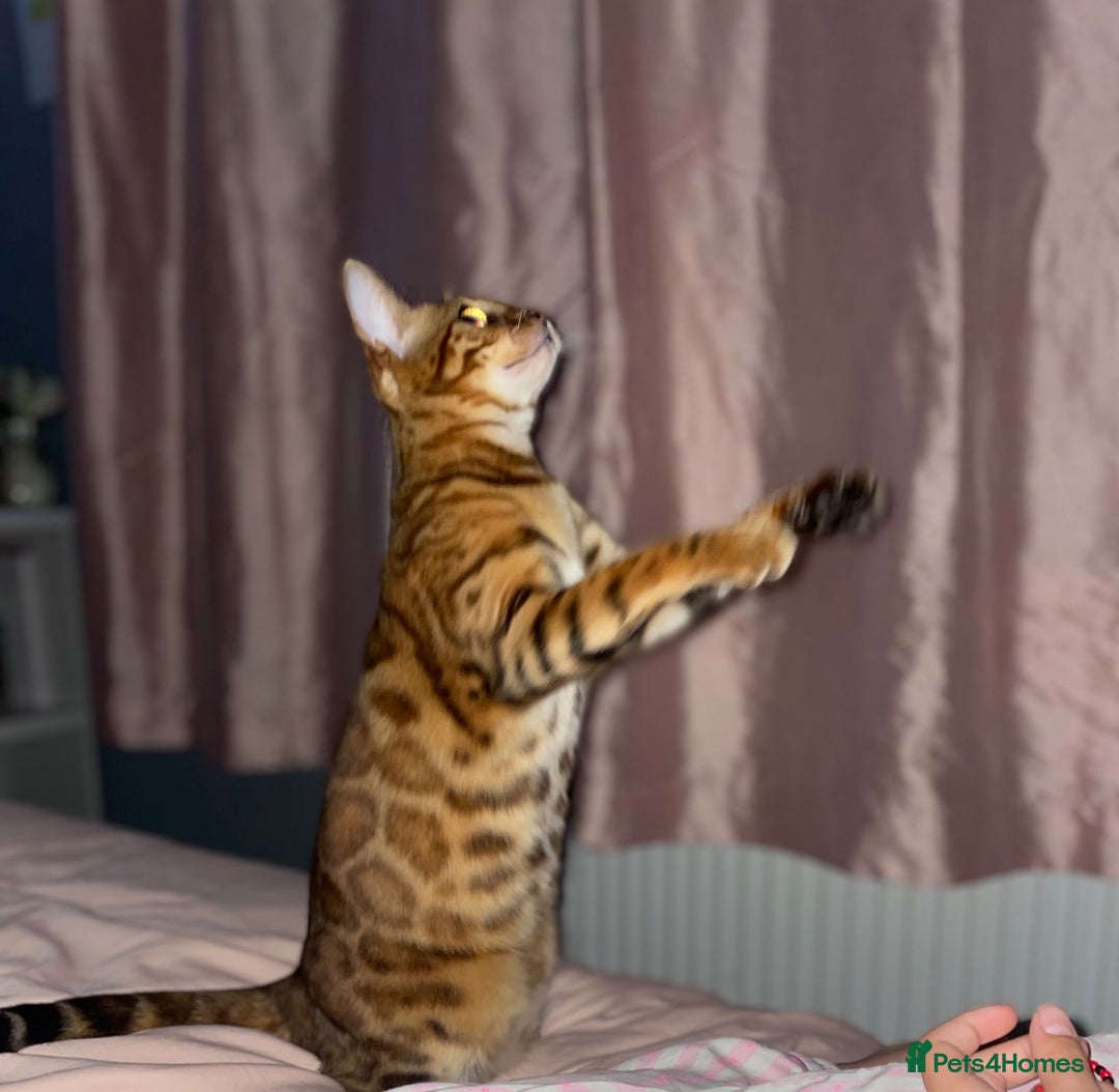 Bengal cats for sale: 2 Sweet Girls NOT spayed  - Image 7