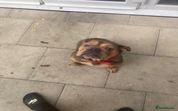 Mixed Breed dogs for sale: Bonny  - Image 1