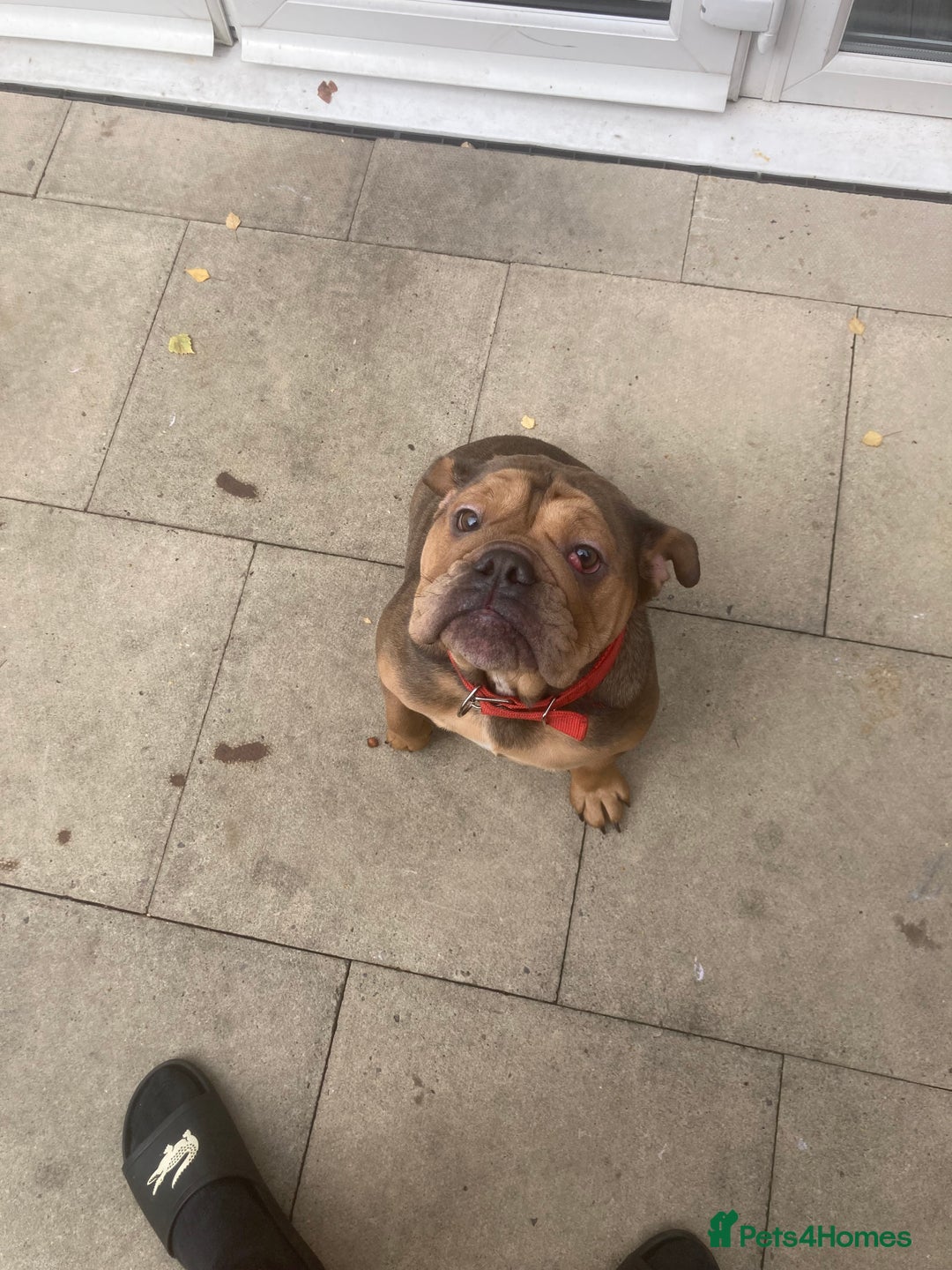 Mixed Breed dogs for sale: Bonny  - Image 1