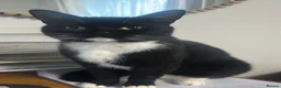 Mixed Breed cats for sale: For Adoption -(Free)  2 x female cats - Advert 5