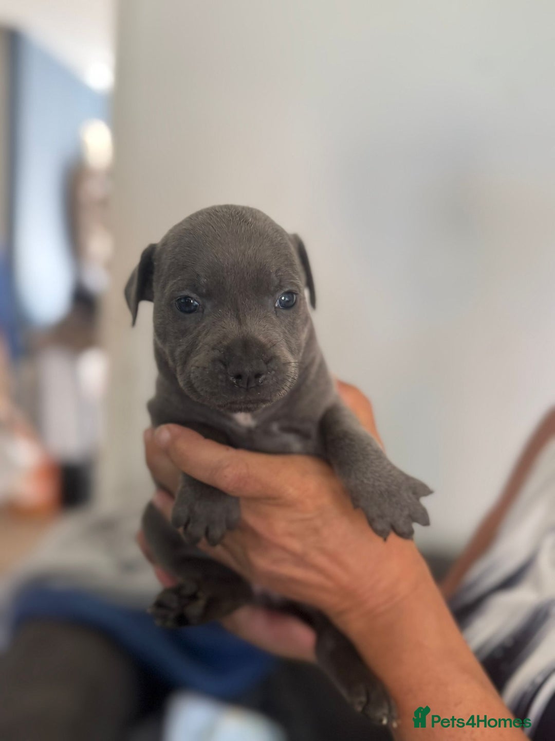Staffordshire Bull Terrier dogs for sale: Staffordshire bull terrier pups - Image 10