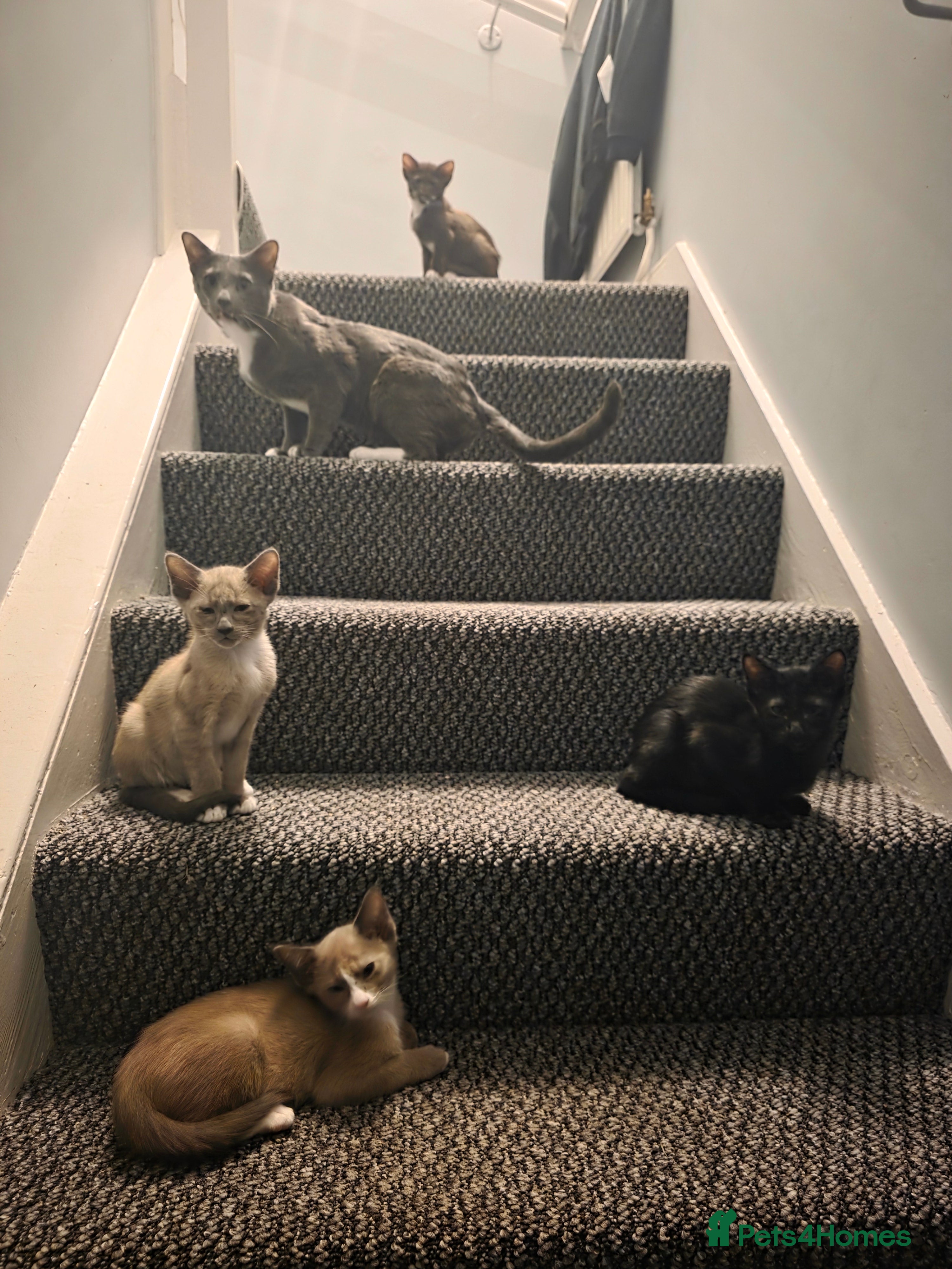 Oriental cats Oriental Shorthair Kittens - Advert 13