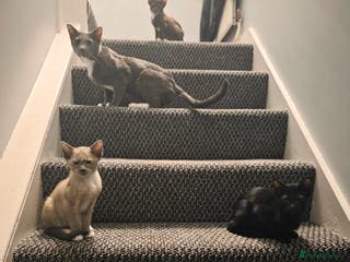 Oriental cats Oriental Shorthair Kittens - Advert 8