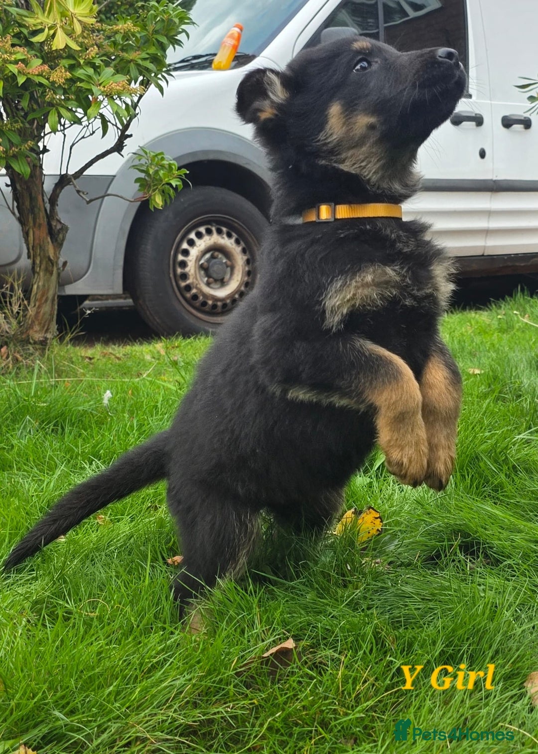 German Shepherd dogs for sale: 1 German shepherd girl for sale - Advert 2