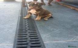 Olde English Bulldogge dogs for sale: Olde English Bulldog Puppies - Image 22