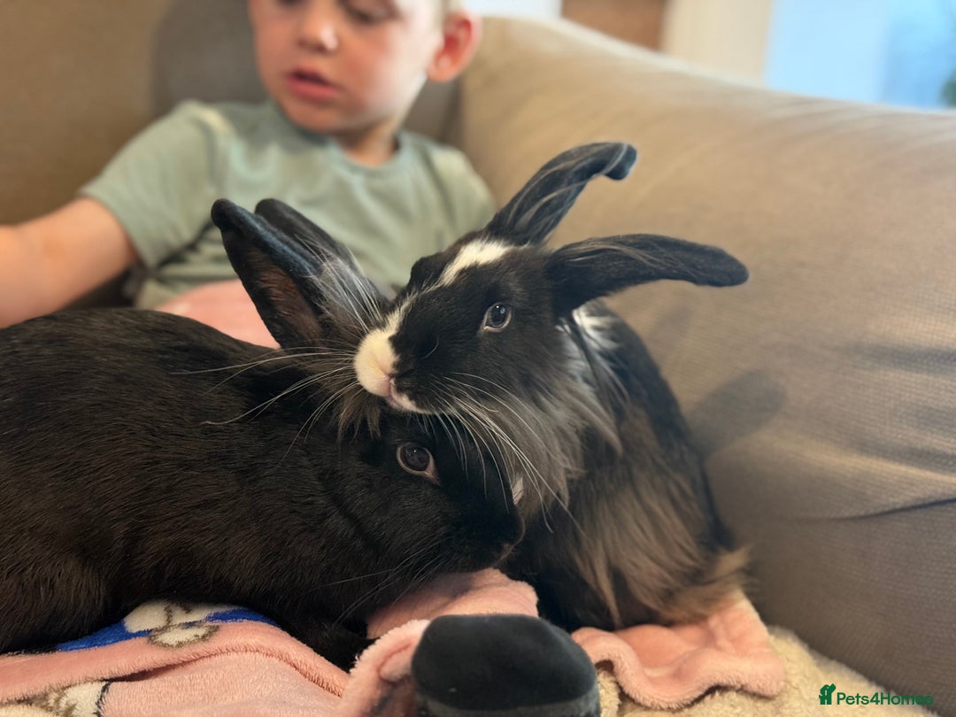 Lionhead rabbits for sale: 3 baby rabbits - Advert 4